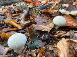 Attēlu rezultāti vaicājumam “Lycoperdon echinatum”