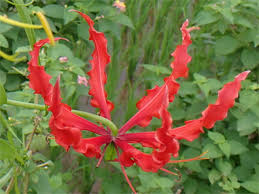 Attēlu rezultāti vaicājumam “Colchicaceae”