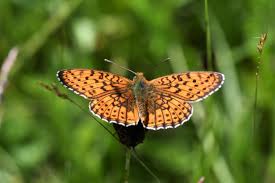 Attēlu rezultāti vaicājumam “Brenthis daphne upperside”