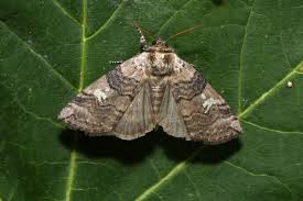 Attēlu rezultāti vaicājumam “Tethea or”