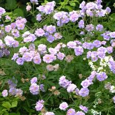 Image result for Geranium `Summer Skies`