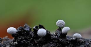 Attēlu rezultāti vaicājumam “Didymium minus macro”