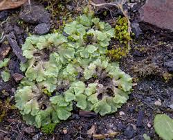 Attēlu rezultāti vaicājumam “Riccia”