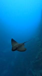 Image result for Myliobatis aquila