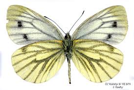 Attēlu rezultāti vaicājumam “Pieris napi”