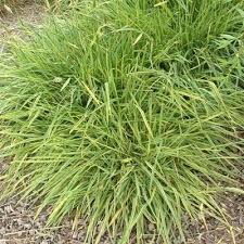 Attēlu rezultāti vaicājumam “Alopecurus pratensis”