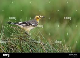 Attēlu rezultāti vaicājumam “Motacilla citreola”