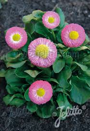 Image result for Bellis perennis