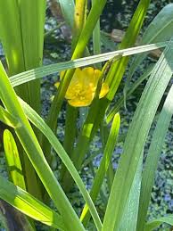 Attēlu rezultāti vaicājumam “Ranunculus lingua leaf”