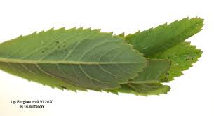 Attēlu rezultāti vaicājumam “Celypha siderana”