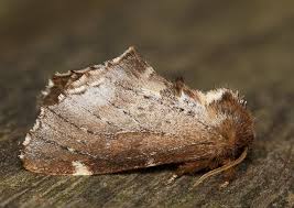 Attēlu rezultāti vaicājumam “Odontosia carmelita”