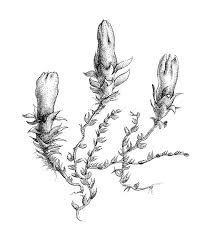 Attēlu rezultāti vaicājumam “Cephalozia bicuspidata”