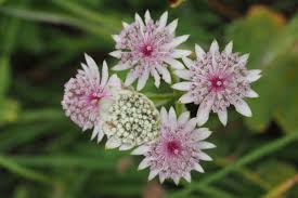 Attēlu rezultāti vaicājumam “Astrantia major fruit”
