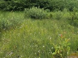 Attēlu rezultāti vaicājumam “Trichophorum alpinum fruit”