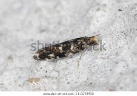 Attēlu rezultāti vaicājumam “Nemapogon cloacella”