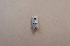 Attēlu rezultāti vaicājumam “Epinotia bilunana”