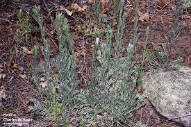 Attēlu rezultāti vaicājumam “Artemisia campestris”