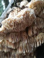 Attēlu rezultāti vaicājumam “Antrodia macra”