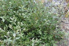 Attēlu rezultāti vaicājumam “Salix myrsinifolia”