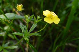 Attēlu rezultāti vaicājumam “Potentilla erecta flower”