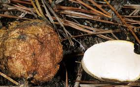 Attēlu rezultāti vaicājumam “Rhizopogon luteolus”