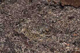 Attēlu rezultāti vaicājumam “Pelobates fuscus”