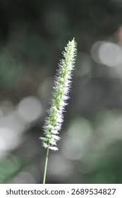 Attēlu rezultāti vaicājumam “Phleum phleoides”
