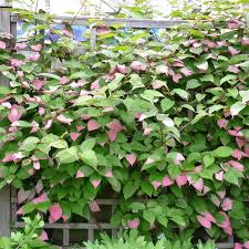 Attēlu rezultāti vaicājumam “Actinidia kolomikta”