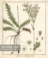 Attēlu rezultāti vaicājumam “Filipendula vulgaris leaf”