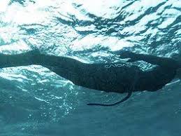 Image result for DeeperBlue.net Tribe (South London)