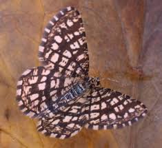 Attēlu rezultāti vaicājumam “Chiasmia clathrata”