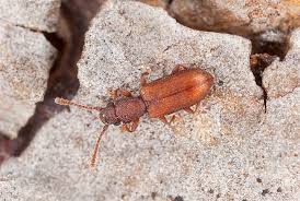 Attēlu rezultāti vaicājumam “Silvanidae”