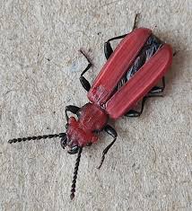 Attēlu rezultāti vaicājumam “Cucujus cinnaberinus larva”