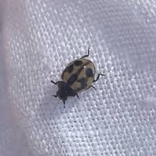 Attēlu rezultāti vaicājumam “Coccinella hieroglyphica”