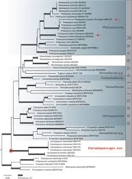 Attēlu rezultāti vaicājumam “Ochropsora ariae spores”