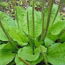 Attēlu rezultāti vaicājumam “Plantago major leaf”