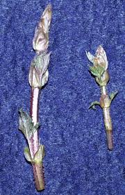 Attēlu rezultāti vaicājumam “Humulus lupulus bud”