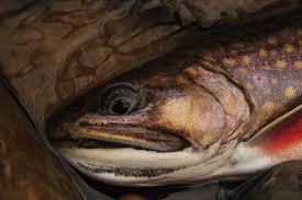 Image result for Salvelinus fontinalis