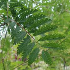 Attēlu rezultāti vaicājumam “Sorbus aucuparia leaf”
