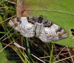 Attēlu rezultāti vaicājumam “Catarhoe cuculata”
