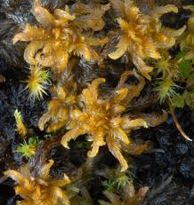 Attēlu rezultāti vaicājumam “Sphagnum contortum”