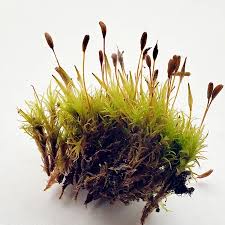 Attēlu rezultāti vaicājumam “Cynodontium strumiferum”