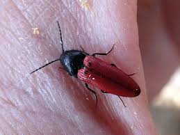 Attēlu rezultāti vaicājumam “Ampedus sp.”