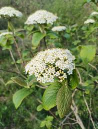 Attēlu rezultāti vaicājumam “Viburnum lantana”