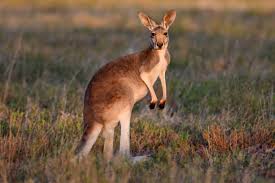 Image result for Reading Kangaroos