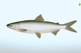 Image result for Coregonus lavaretus