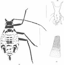 Attēlu rezultāti vaicājumam “Thecabius affinis”