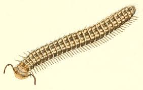 Attēlu rezultāti vaicājumam “Craspedosoma rawlinsi”