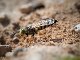 Attēlu rezultāti vaicājumam “Bembix rostrata”