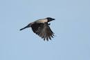 Hooded Crow - Corvus cornix